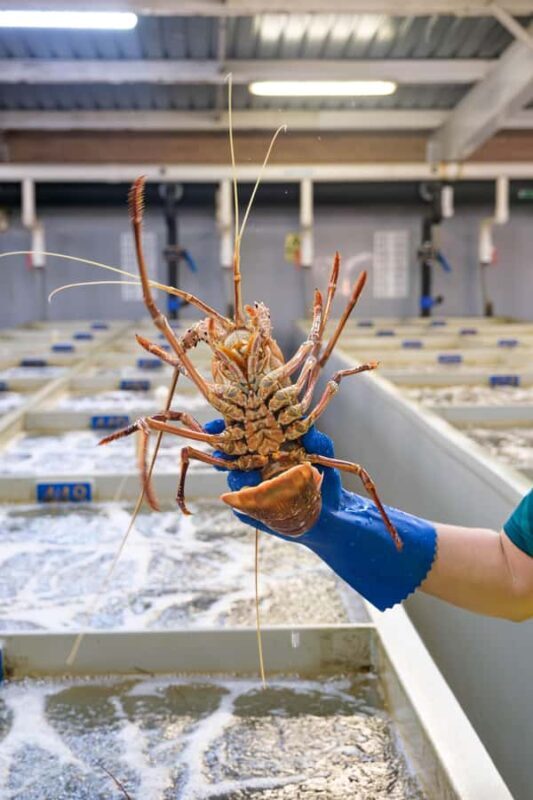 Geraldton: Behind-The-Scenes Ocean Harvest Tour - The Crayfish Tasting with a View