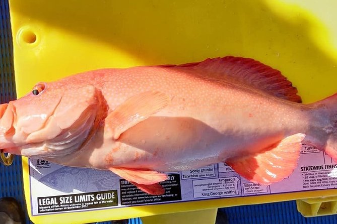 Geraldton Fishing Charter - Fish Species and Equipment