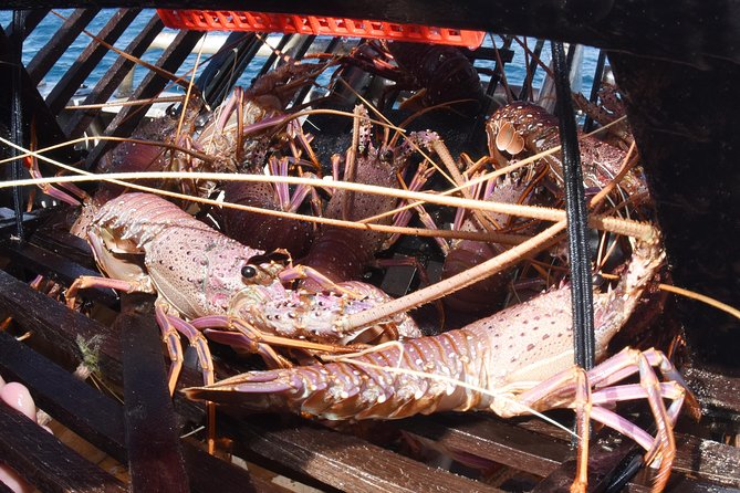 Geraldton Lobster Pot Pull - Opportunity to Take Home Fresh Crayfish