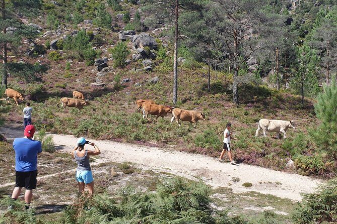Gerês Nature,Waterfalls,Tasty Lunch!Small Group,Offer Wine bottle - The Sum Up