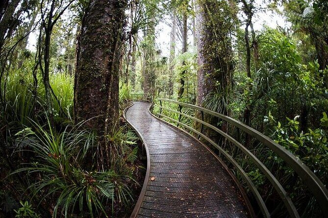 German Speaking Tour of Kawiti Glow Worm Caves, Opua Kauri Walk - Deep Dive into the Itinerary