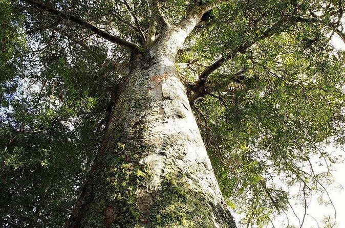 German Speaking Tour of Kawiti Glow Worm Caves, Opua Kauri Walk - FAQ