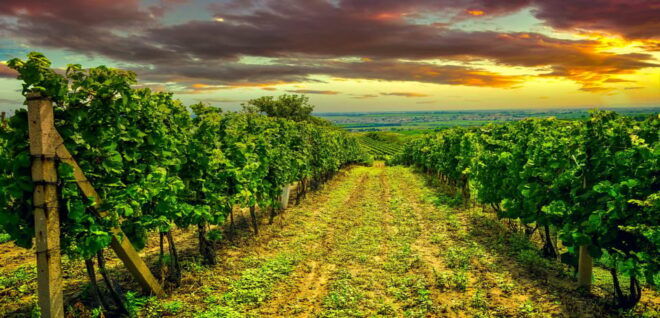 German Wine Tasting Tour at the Best Wine Bars in Berlin - Itinerary Details