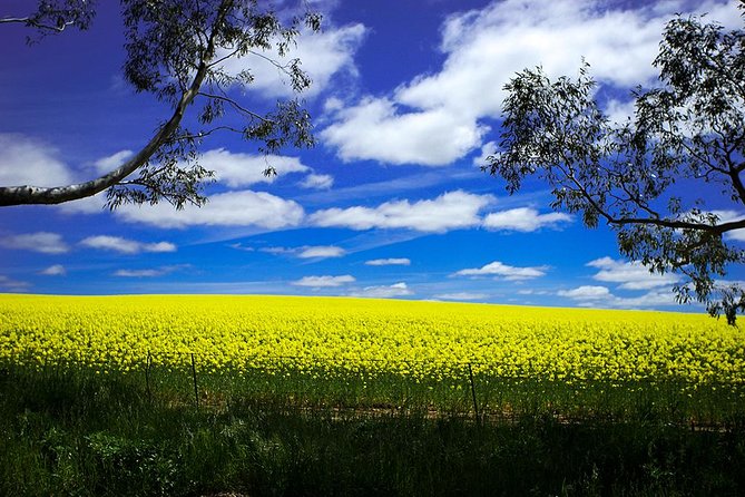 Get Uncorked in Clare Valley Tour From Adelaide - Traveler Information