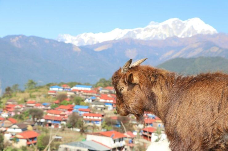 Ghale Gaun Village Home Stay Tour - Activity Details