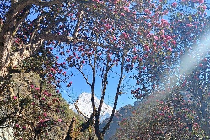 Ghorepani Poon Hill Trek: 12-Day Journey in Annapurna - Good To Know