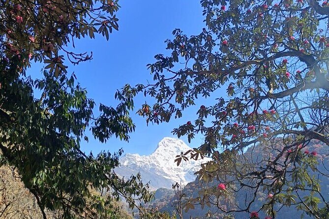 Ghorepani Poon Hill Trek: 12-Day Journey in Annapurna - What Makes This Trek Stand Out