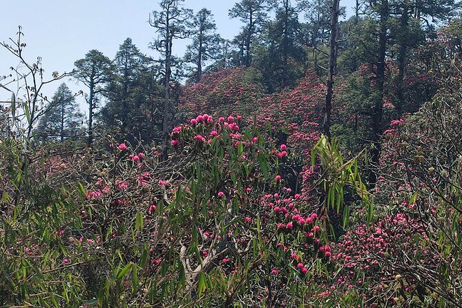 Ghorepani Poon Hill Trek: 12-Day Journey in Annapurna - The Sum Up