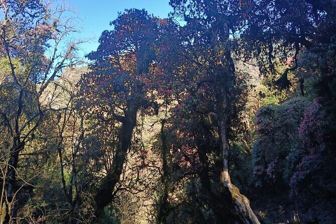 Ghorepani Poon Hill Trek: 12-Day Journey in Annapurna - Good To Know