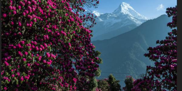 Ghorepani Poon Hill Trek - Tips for Trekkers