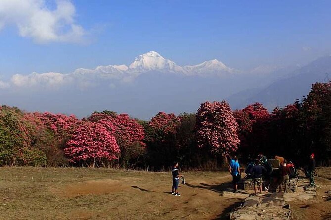 Ghorepani Poonhill Trek From Kathmandu Best Short Trek in Nepal - Suitable for All Ages and Skill Levels