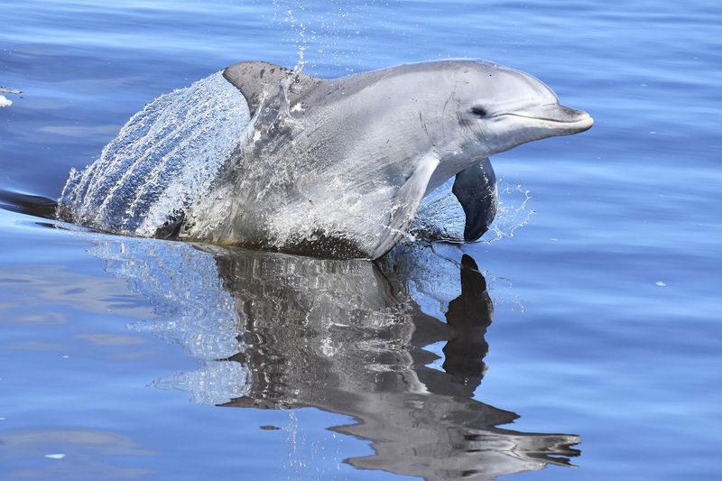 Giant & Dolphin Sightseeing Cruise Tour - What the scenery and wildlife add