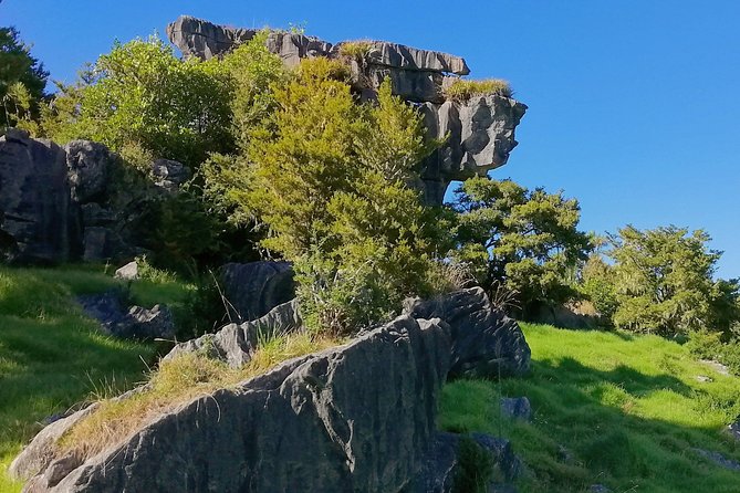 Giant Kauries and Glowwormss Cave - the Bay of Islands Tour Private Tour - Cancellation Policy