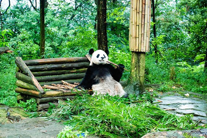Giant Panda and Leshan Buddha Day Trip From Chengdu - Tour Highlights