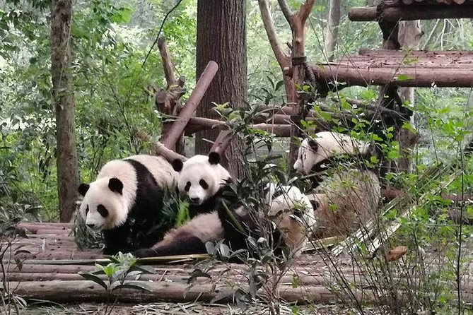Giant Panda & Sichuan Cuisine Cooking Class 1 Day Tour - Tour Highlights