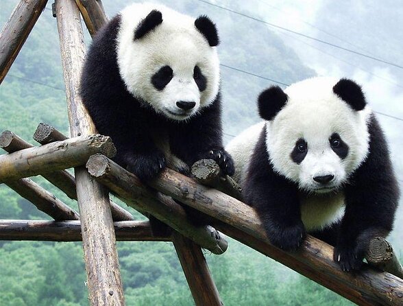 Giant Panda & Sichuan Cuisine Cooking Class 1 Day Tour - Itinerary Overview