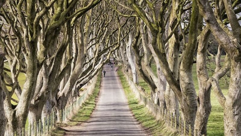 Giants Causeway and Belfast Titanic Museum Day Tour from Dublin - Dark Hedges: atmospheric, but brief