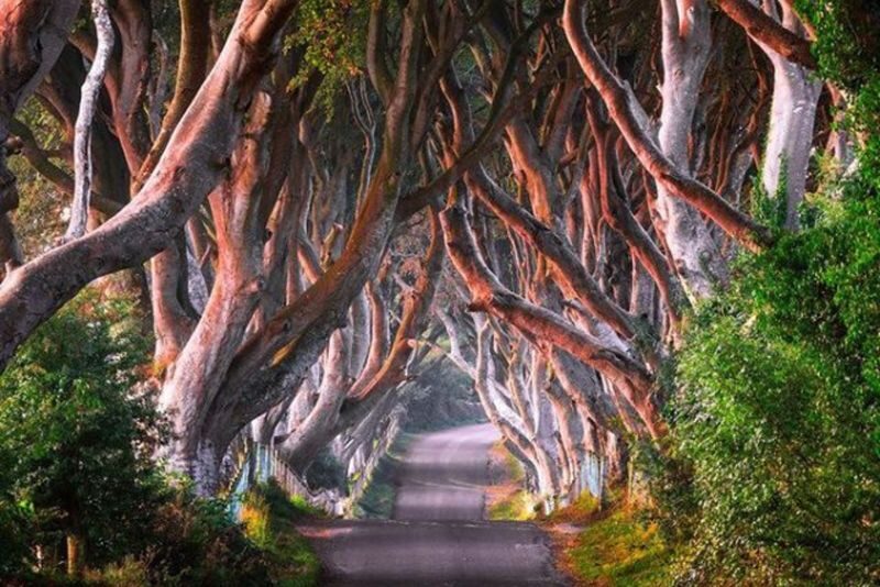 Giants Causeway, Dark Hedges & Belfast City Tour from Dublin - Following the coast to Giant’s Causeway