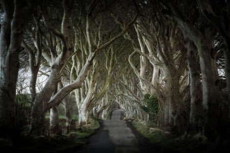 Giants Causeway, Dunluce Castle & Dark Hedges Tour from Belfast - The Dark Hedges and the Game of Thrones connection