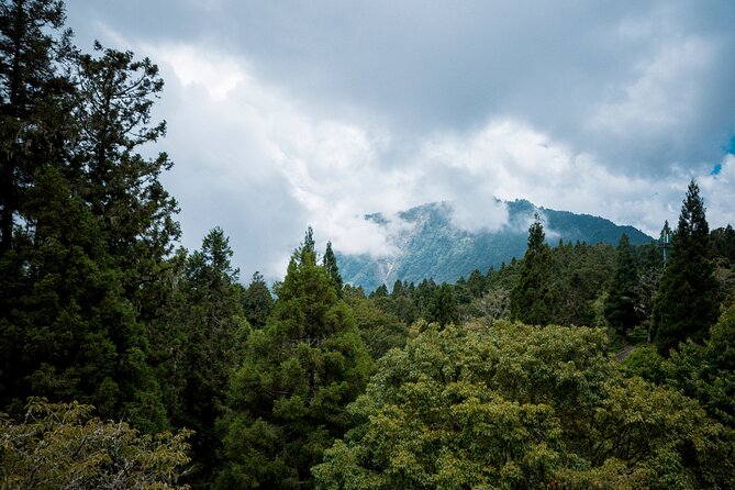 Giant Tree Trail & Alishan Forest Railway Full Day Tour - Alishan Forest Railway Experience