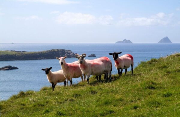 Giants Causeway Private Luxury Tour - Booking and Availability