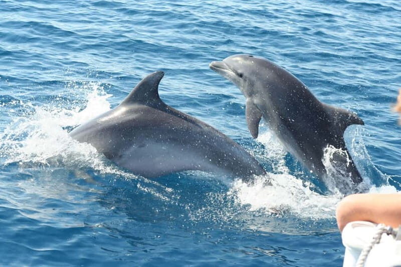 Giardini Naxos: Dolphin Catamaran Sunset Tour with Aperetif - Good To Know
