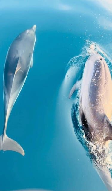 Giardini Naxos: Dolphin Searching Sunset Boat Tour - What Makes This Tour Special