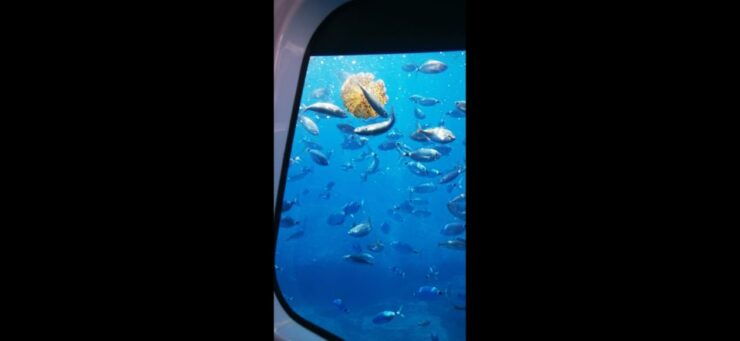 Giardini Naxos: Semi-Submarine Tour to Isola Bella - Tour Overview