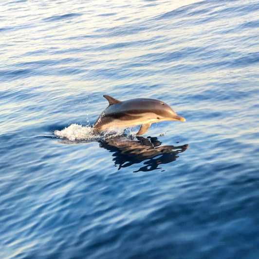 Giardini Naxos: Sunset Dolphin Watching Cruise With Aperitif - Good To Know