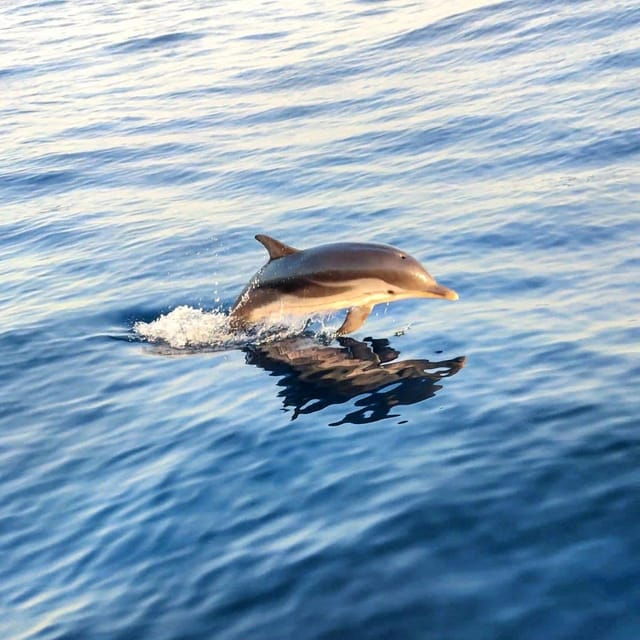 Giardini Naxos: Sunset Dolphin Watching Cruise With Aperitif - Cruise Activities