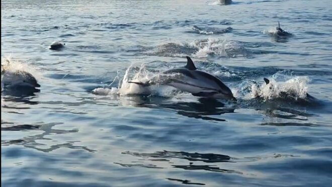 Giardini Naxos: Sunset Dolphin Watching Cruise With Aperitif - Customer Feedback