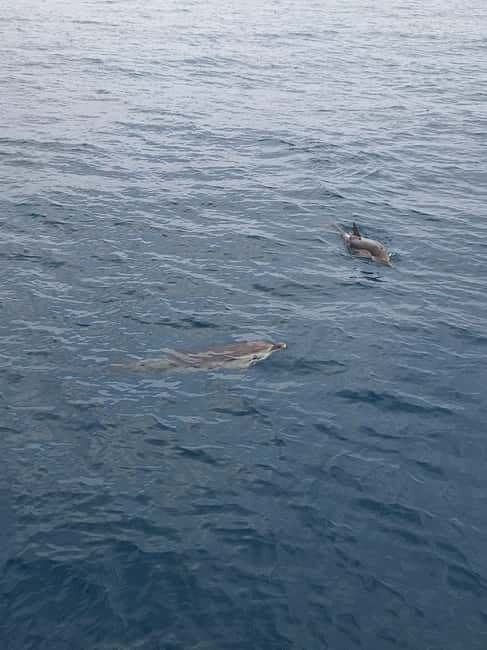 Giardini Naxos Taormina: Dolphin Watching Sunset Tour - Good To Know