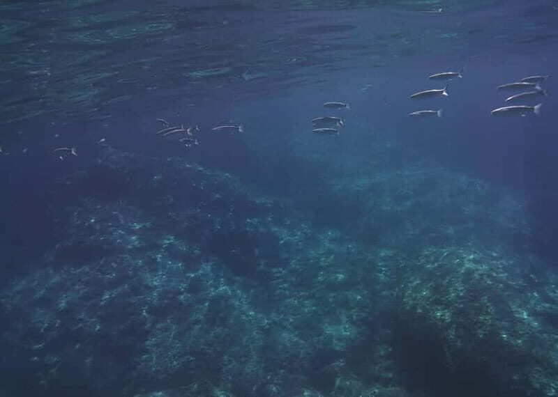 Giardini Naxos Taormina: Dolphin Watching Sunset Tour - Final Thoughts