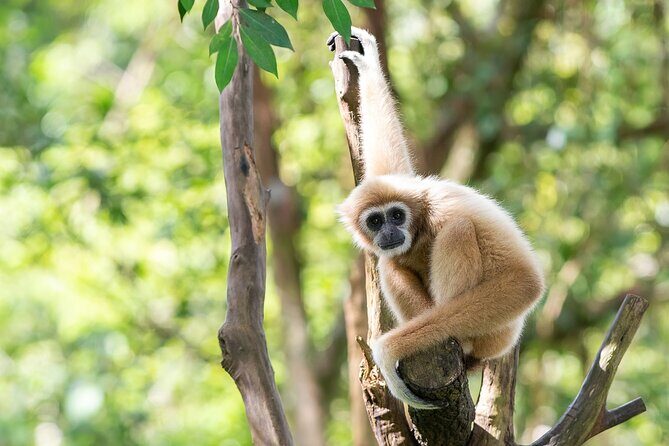 Gibbon Conservation and Cultural 2-Days Adventure - Good To Know