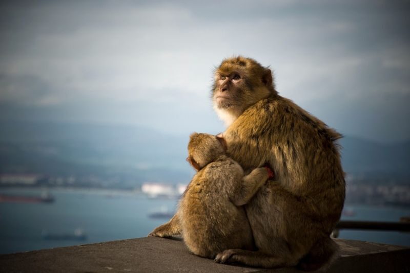 Gibraltar and Saint Michaels Cave Day Tour From Seville - Main Street: lunch, cafés, and duty-free shops
