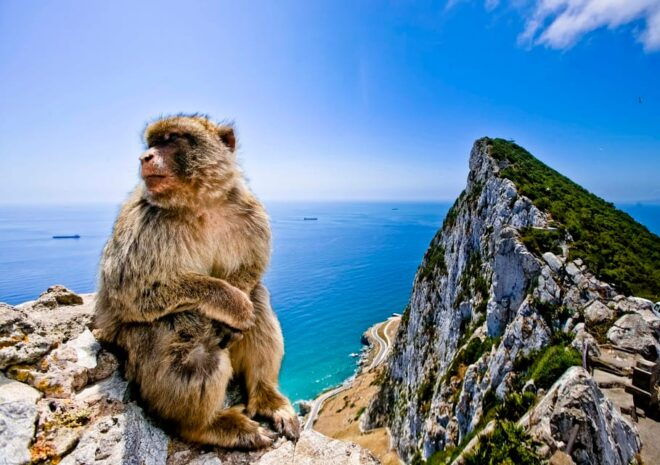 Gibraltar and Vejer: Private Day Trip From Seville - Encounter Barbary Apes