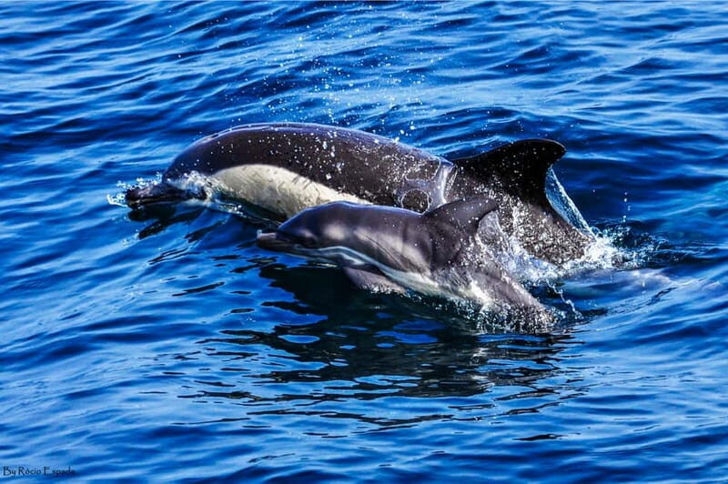 Gibraltar: Dolphin Watch Cruise & Cable Car Fast Track Combo - A Deep Dive into the Gibraltar Dolphin & Cable Car Combo