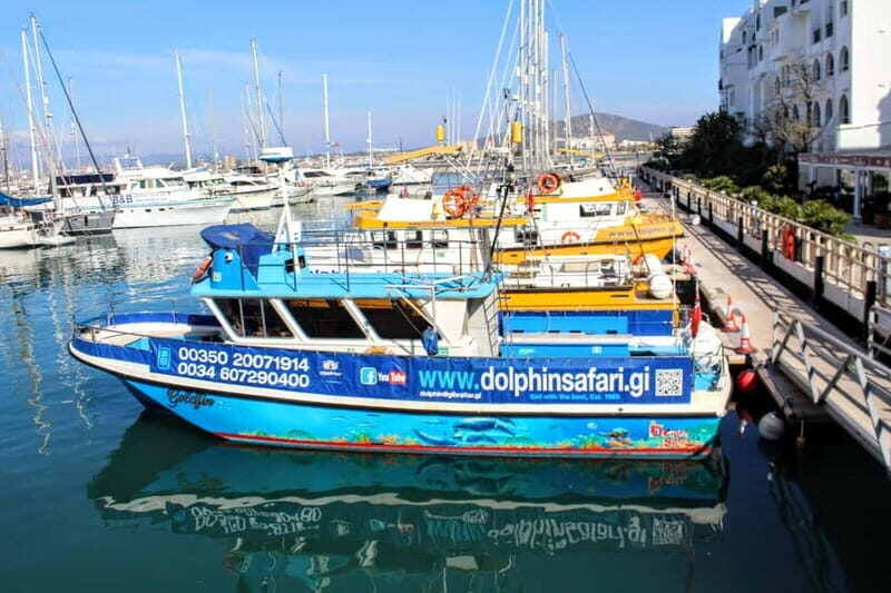 Gibraltar: Dolphin Watching Boat Tour V.I.P - What to Expect from the Gibraltar Dolphin Watching Tour