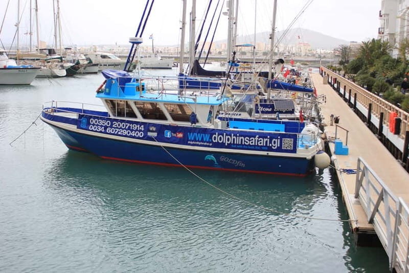 Gibraltar: Dolphin Watching Boat Tour V.I.P - Authentic Experiences from Reviewers