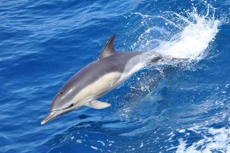 Gibraltar: Dolphin Watching Tour - Itinerary Breakdown