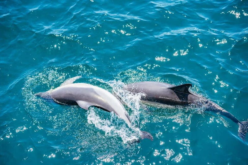 Gibraltar: Dolphin Watching Tour - Practical Tips for Travelers