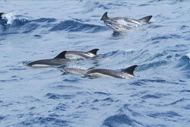 Gibraltar Dolphins Watching Day Trip From Seville - Tour Details
