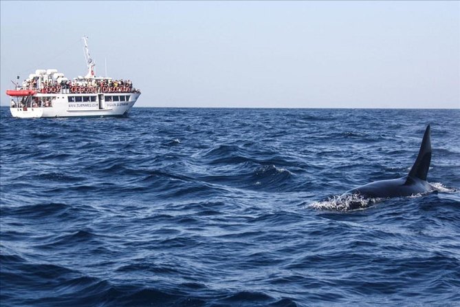 Gibraltar Dolphins Watching Day Trip From Seville - What To Expect