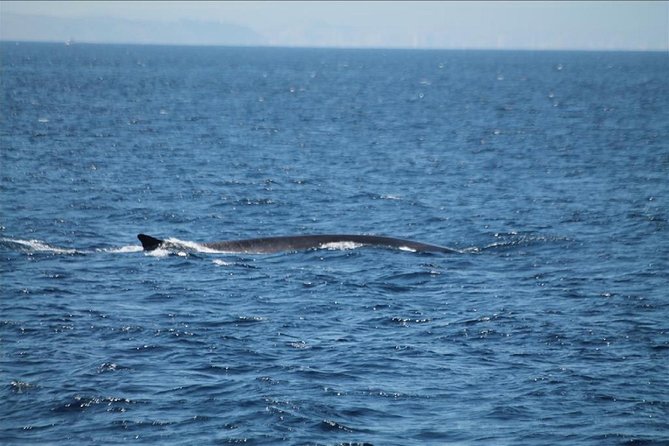 Gibraltar Dolphins Watching Day Trip From Seville - Price & Booking
