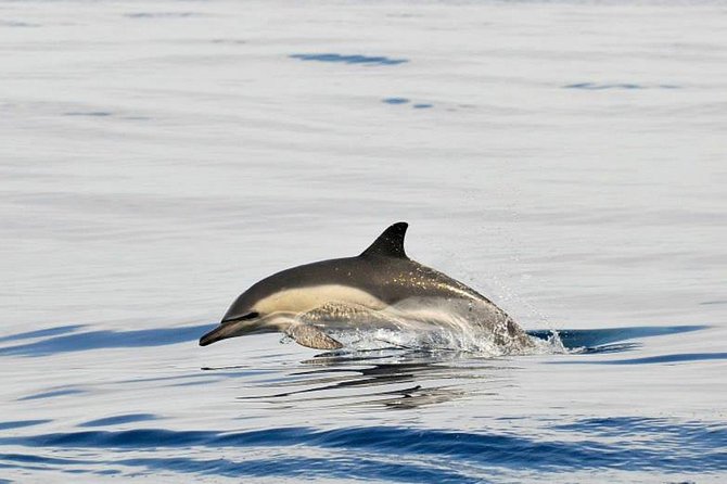 Gibraltar Dolphins Watching Day Trip From Seville - Reviews