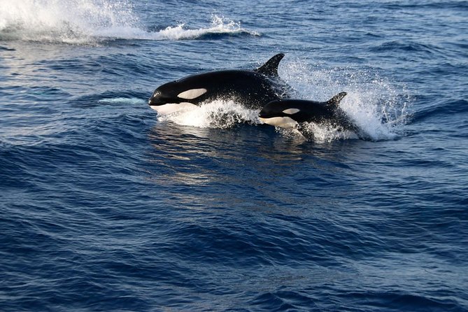 Gibraltar Dolphins Watching Day Trip From Seville - The Sum Up