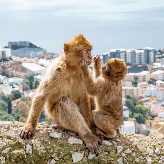 Gibraltar: Guided Tour From the Costa Del Sol - Common Questions