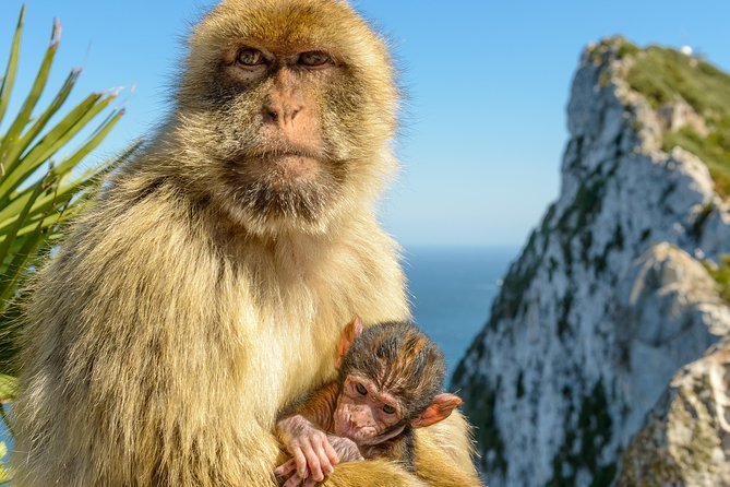 Gibraltar Inside Out Intermediate Tour 3.30hrs - Tour Overview