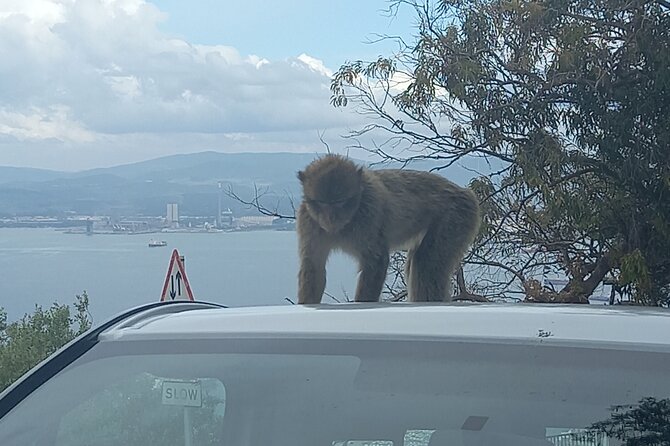 Gibraltar, Mijas and Marbella Private Tour From Malaga Province - Frequently Asked Questions