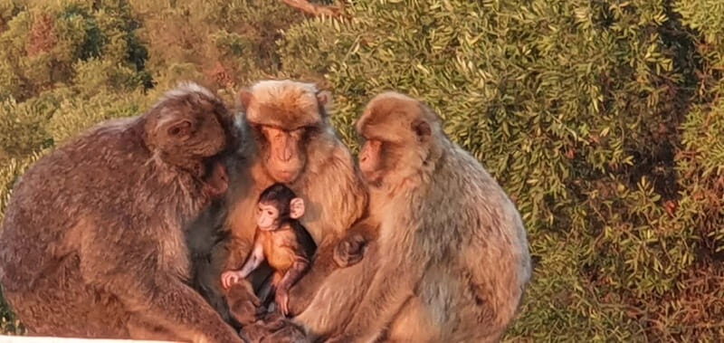 Gibraltar: Official City Pass w/ Rock Tour Cable Car & More - The Sum Up: Who Will Love the Gibraltar City Pass?